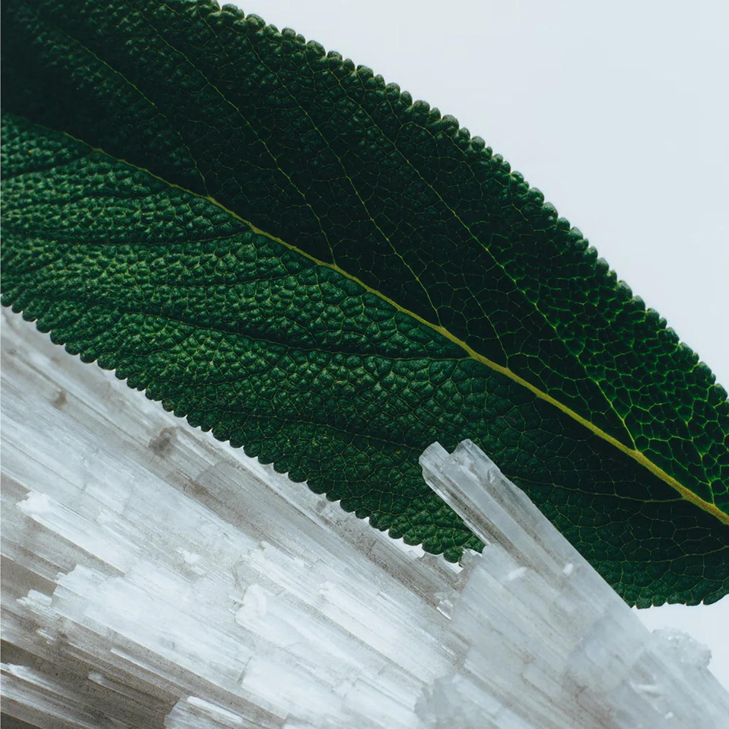 Wood Sage & Sea Salt - Seyahat Boy