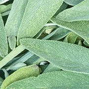 Wood Sage & Sea Salt - Cologne