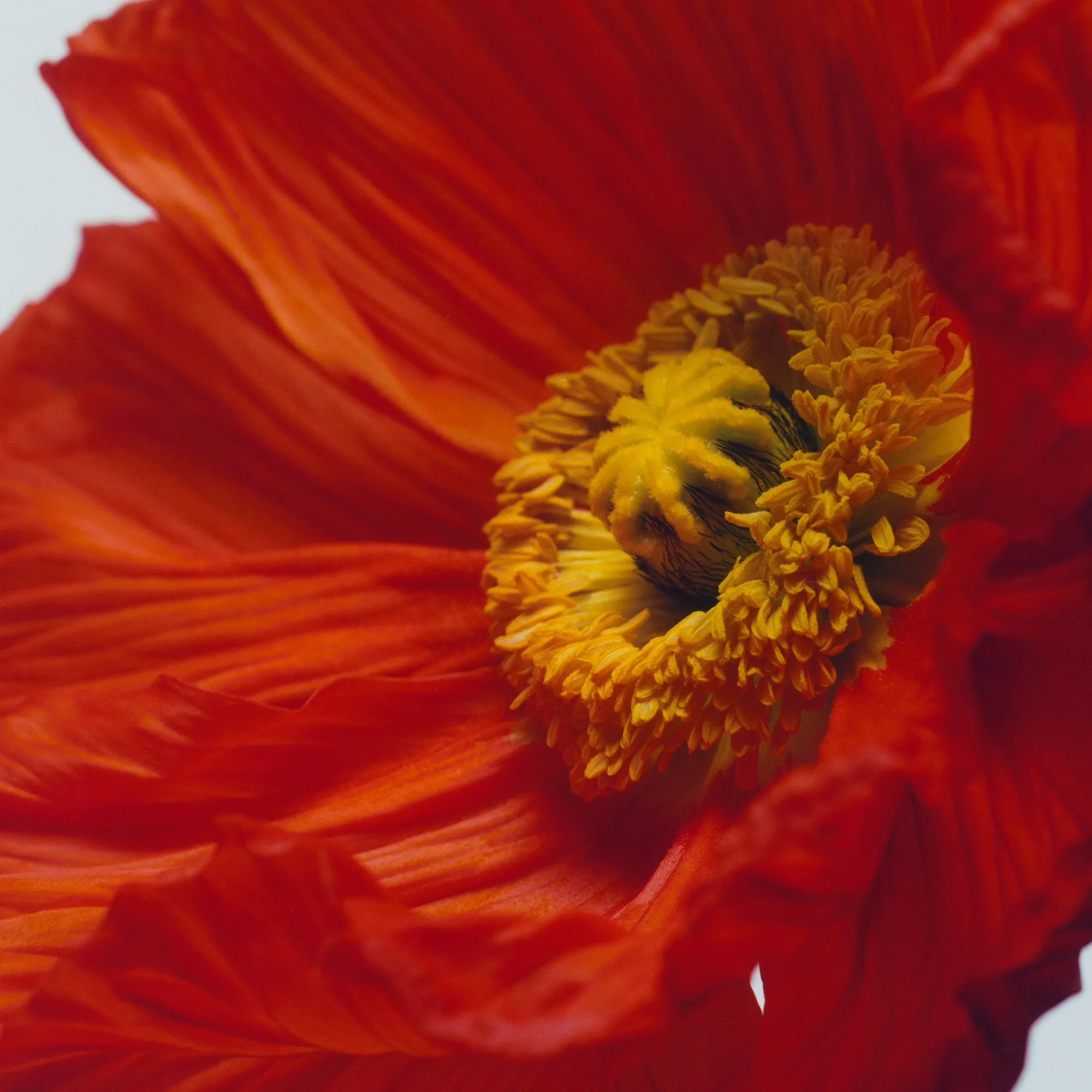Scarlet Poppy - Seyahat Boy