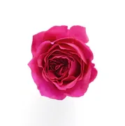 Because It's You - Eau De Parfum