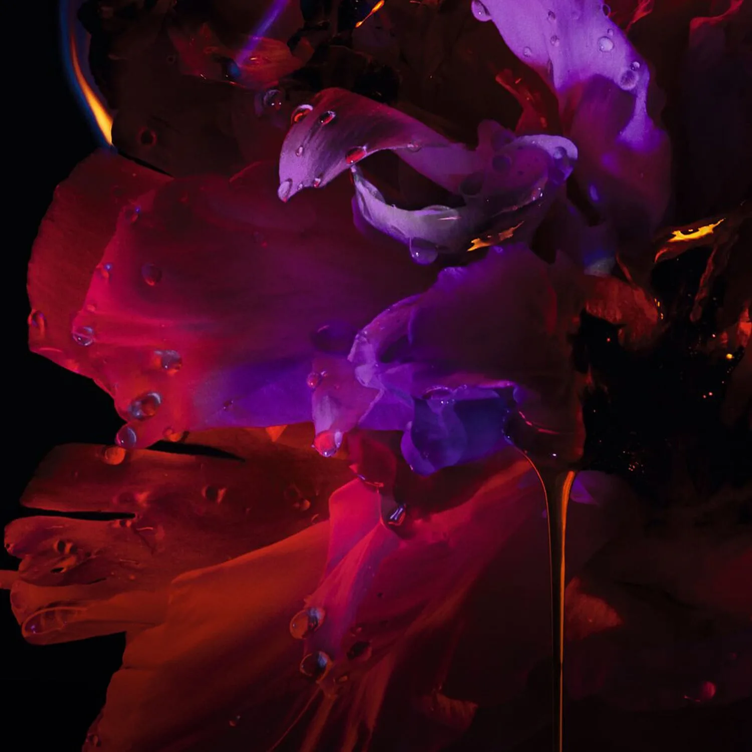 Hypnotic Poison - Eau De Parfum