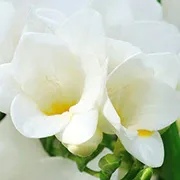 English Pear & Freesia - Cologne