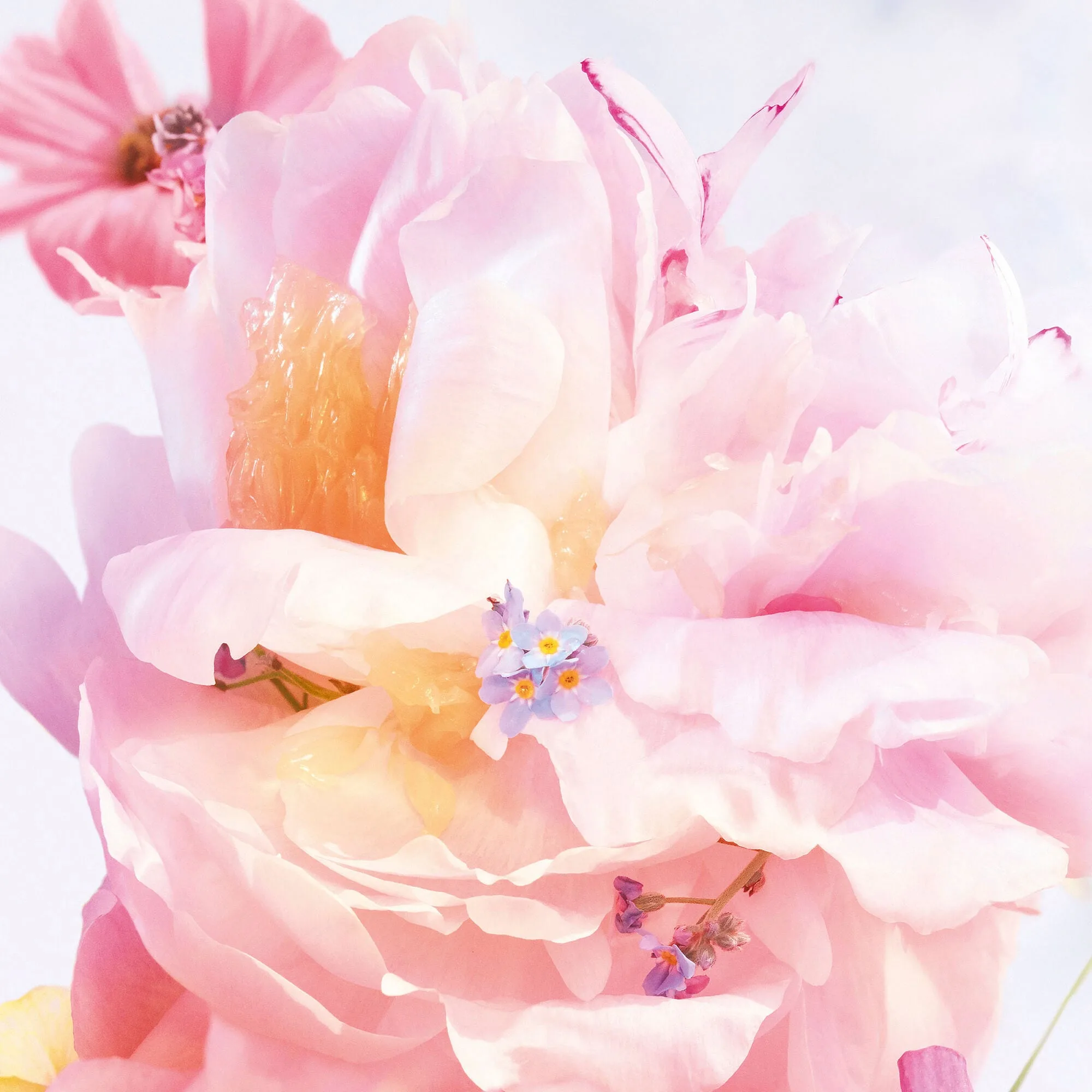 Miss Dior Blooming Bouquet Mini Miss Solid Parfume - Katı Parfüm