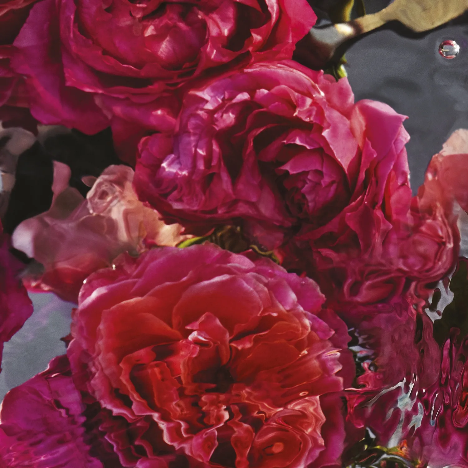 Aqua Allegoria Forte Rosa Rossa - Eau De Parfum