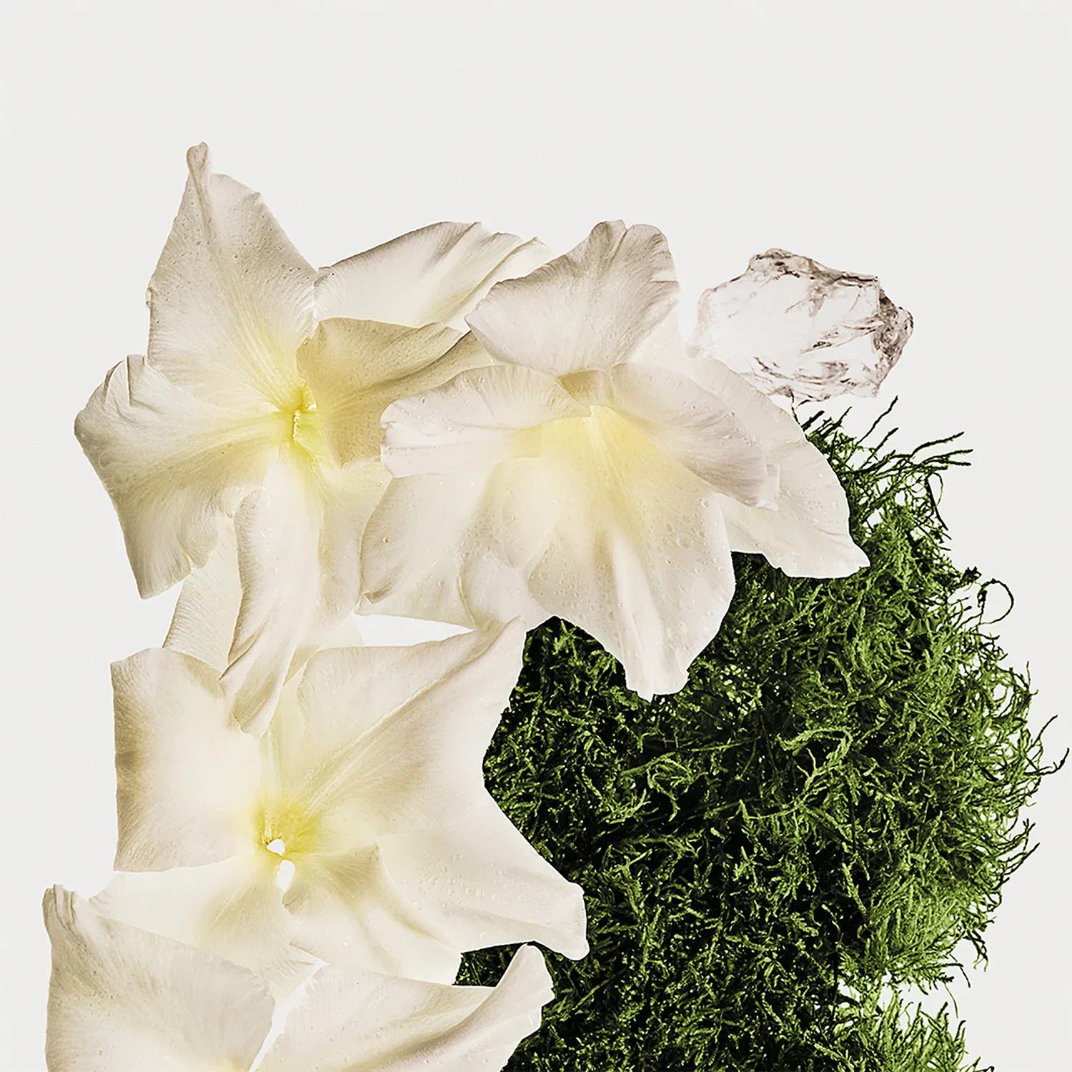 Ck Cotton Musk - Hair & Body Perfume Mist