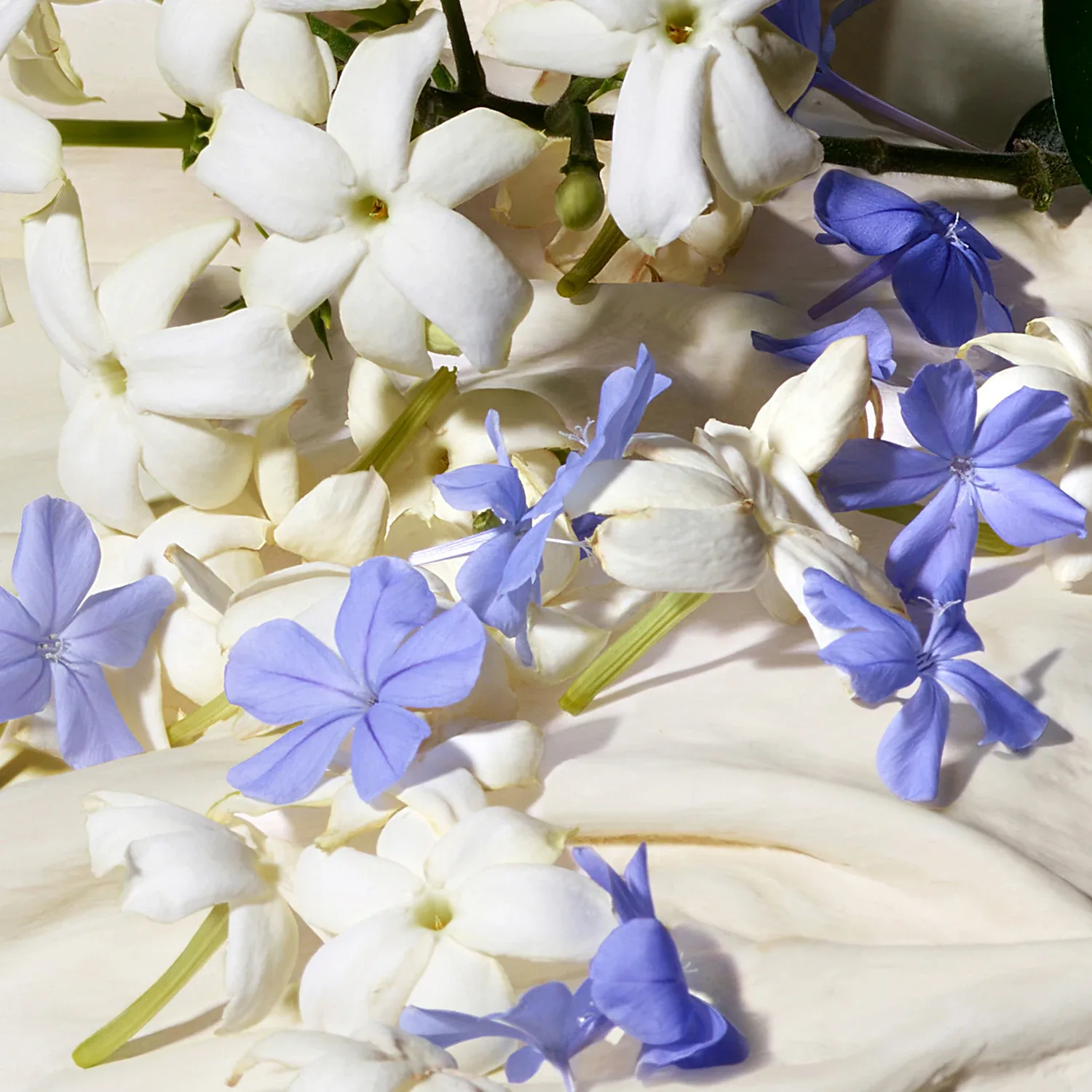Dolce Blue Jasmine - Eau De Parfum