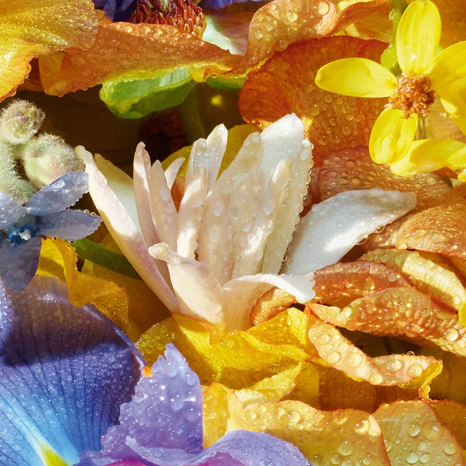 Aqua Allegoria Florabloom - Eau De Toilette